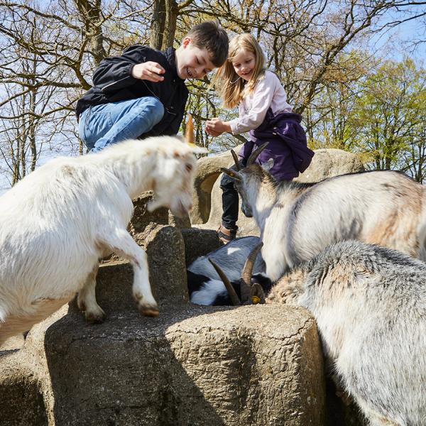 En dreng og en pige klapper de søde geder i dyrefolden. Prøv også en af legepladserne eller tag en tur rundt i haven og se de mange spændende planter og unikke blomster.