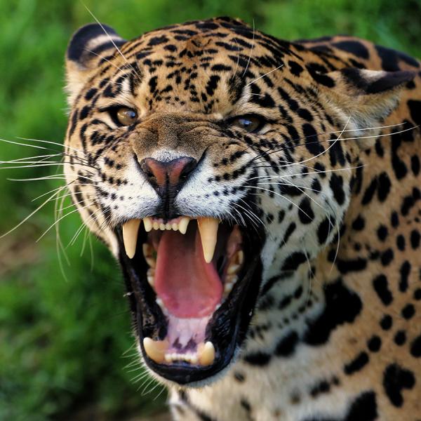 Mød den vildt smukke jaguar og de mere end 100 andre dyr. Eller prøv de mange aktiviteter for hele familien. I LEGOLAND® Billund kan du holde en aktiv familieferie med masser af naturoplevelser.