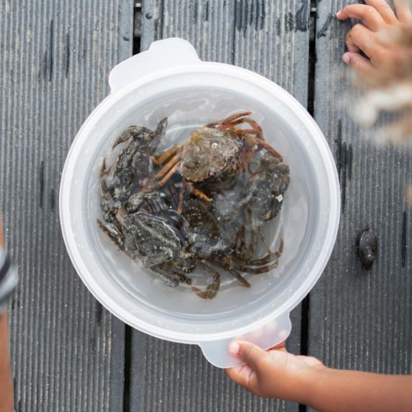 Fang krabber i parken eller lav et bål. I guiden får I ideer til 10 sjove aktiviteter i Naturpark Lillebælt. Kom og hold en aktiv familieferie i LEGOLAND® Billund Resort. Her venter der mange naturoplevelser.