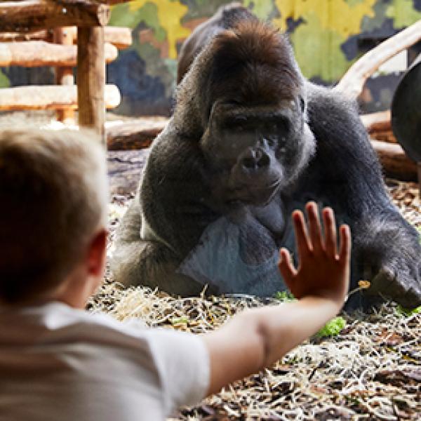 Kom helt tæt på dyr på dyr fra Sydamerika, Nordamerika og Afrika zebraer, giraffer og som drenge her en gorilla. Du får et sejt Adventure Badge til dit Be Happy Pass. Prøv også de mange legepladser. Få en fantastik feriedag i LEGOLAND® Billund Resort.