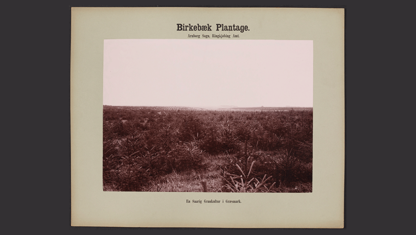 Historisk foto af ung granplantage i Birkebæk Plantage.