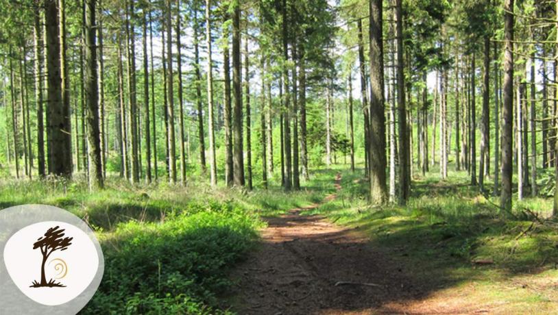 Sti gennem Gyttegård Plantage med høje grantræer og sollys mellem stammerne. Plantagen er en del af Small Wonders-ruten.