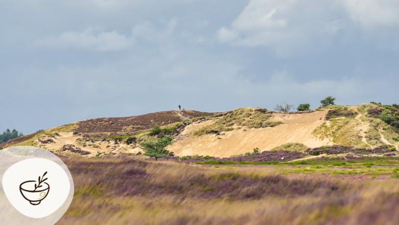 Kuperet hedelandskab med sandklitter og lyng ved Randbøldal Hede, et stop på Gastroruten i Small Wonders.