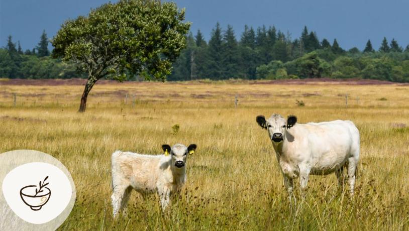 Græssende kreaturer på Randbøldal Hede med åbent hedelandskab i baggrunden, en del af Gastroruten i Small Wonders.