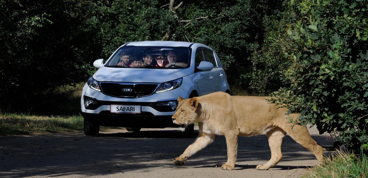 Tag på bilsafari i GIVSKUD ZOO og oplev dyr fra Sydamerika, Nordamerika og Afrika. De smukke løver er ikke bange for bilerne, så de kommer her tæt på.