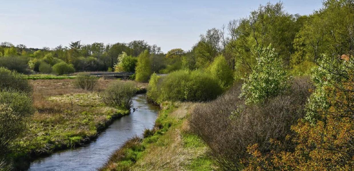 Den bugtende å snor sig gennem det grønne landskab, hvor frodig eng og tæt bevoksning skaber et rigt levested for planter og dyr.