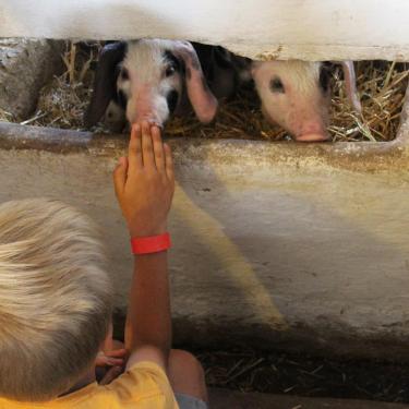 Følg gårdkarlen rundt. Vær med til at fodre dyrene og lær at tjekke, om de har det godt. Klap også geder og kælefår. Pluk mælkebøtter til kaninerne. Hold en aktiv familieferie i LEGOLAND® Billund Resort.