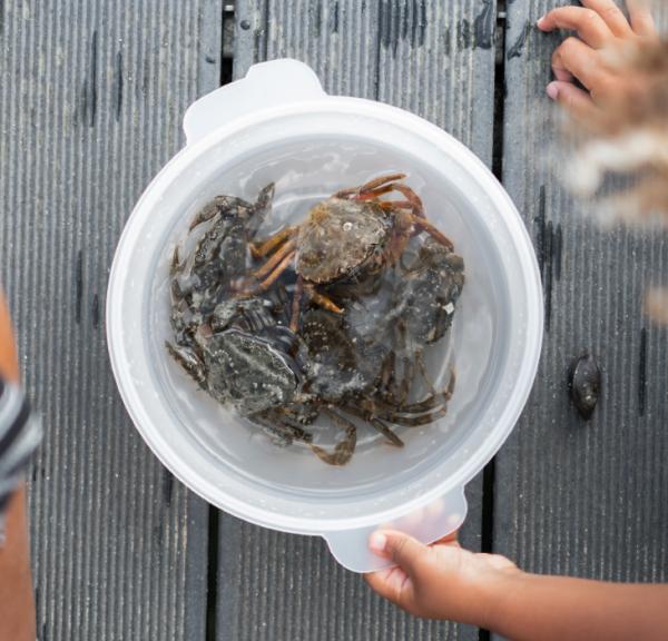 Fang krabber i parken eller lav et bål. I guiden får I ideer til 10 sjove aktiviteter i Naturpark Lillebælt. Kom og hold en aktiv familieferie i LEGOLAND® Billund Resort. Her venter der mange naturoplevelser.