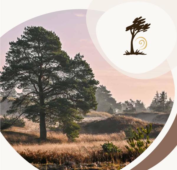 Landskab med fyrretræer, klitter og gyldent hedegræs på Hederuten, en del af Small Wonders i Heart of Jutland.