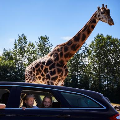  Tag på safari i GIVSKUD ZOO og se bl.a. løver og zebraer. Eller kom tæt på de smukke giraffer som familier her, der for nedrullede vinduerne kan studere dyrene.