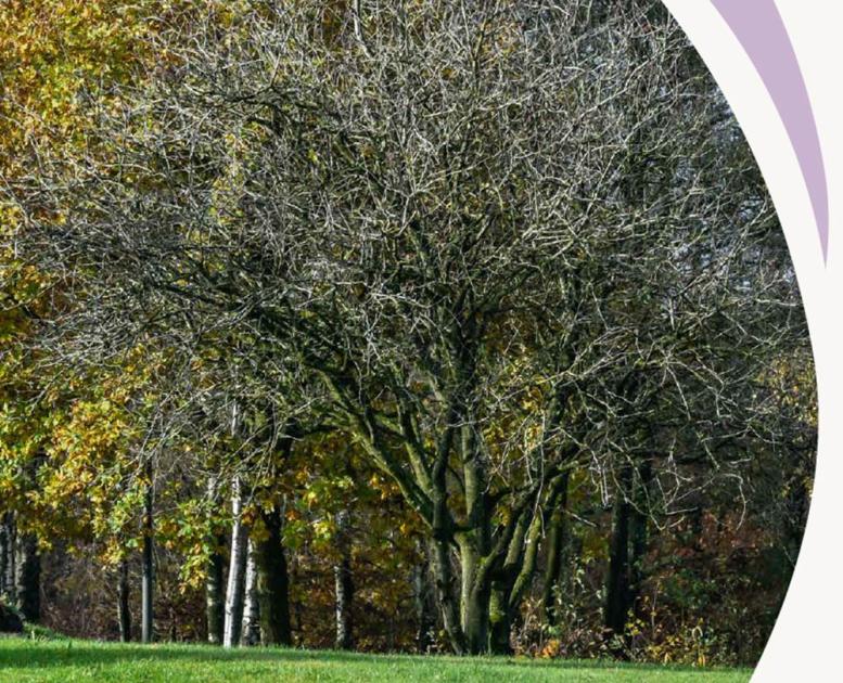 Efterårstræer og grønt græslandskab på Kunstruten, en del af Small Wonders.